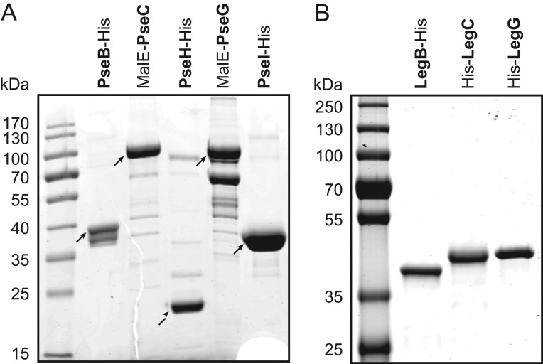 Fig. 4.