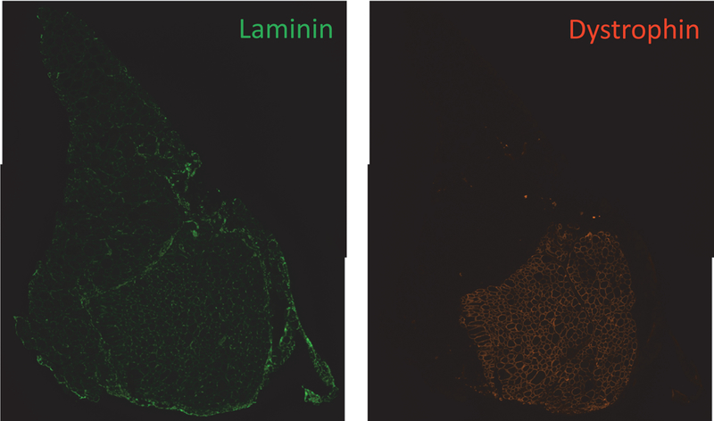 Figure 6.