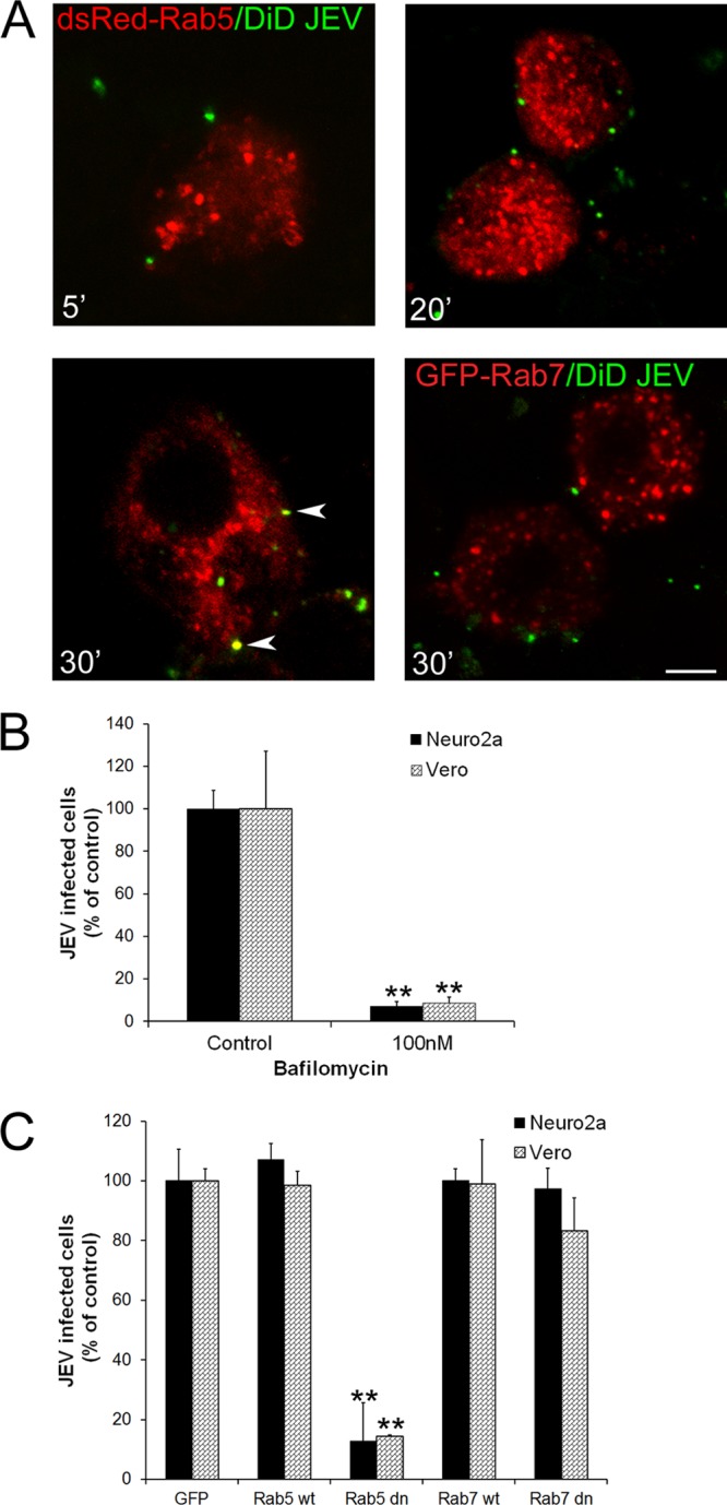 Fig 9