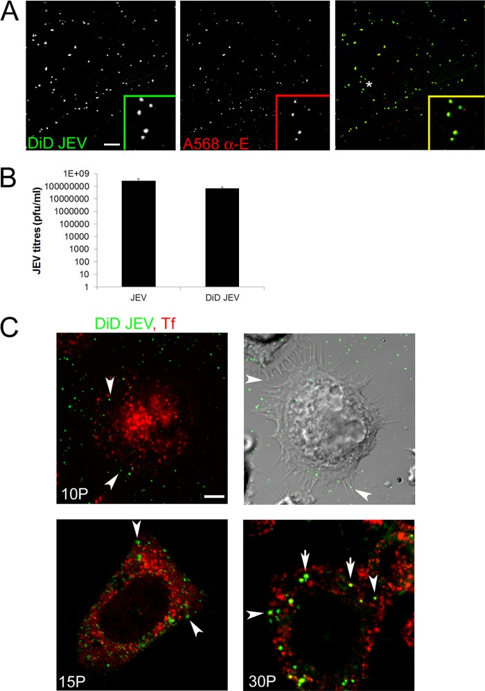 Fig 2