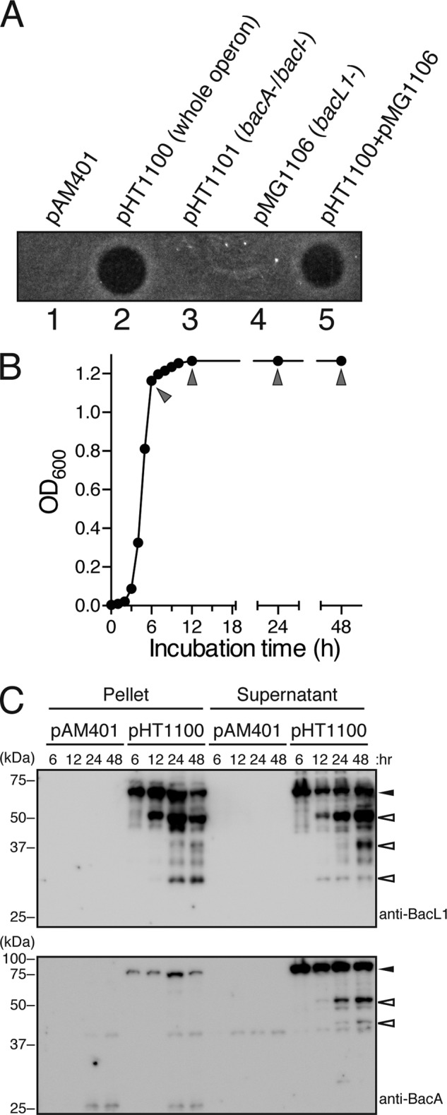 FIGURE 1.