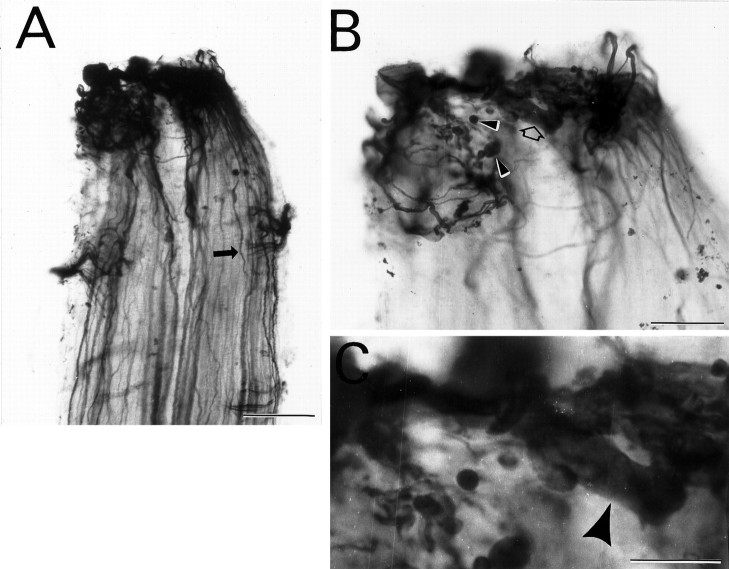 Fig. 10.