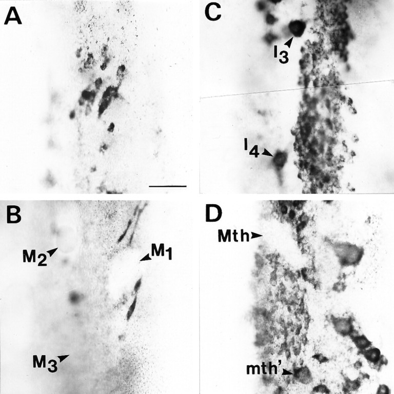 Fig. 11.