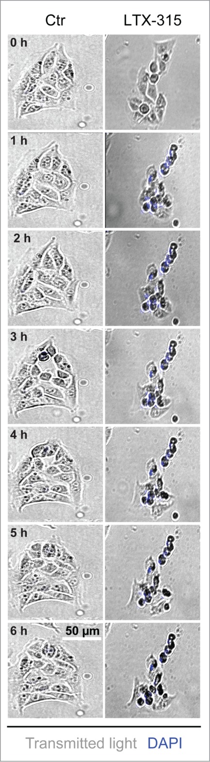 Figure 5.