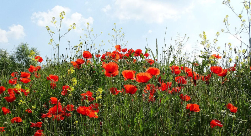 Poppies in Flanders, Belgium