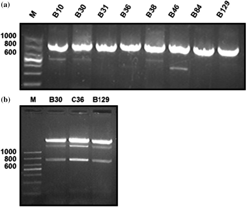 Fig. 5