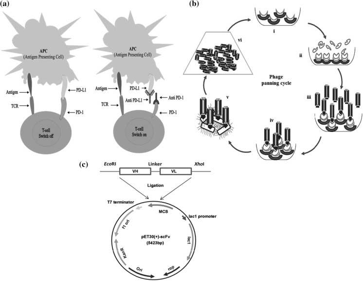 Fig. 1