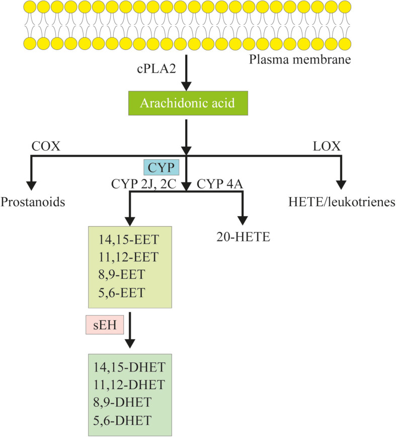 FIGURE 1