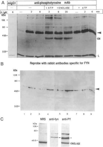 graphic file with name pnas01132-0050-a.jpg