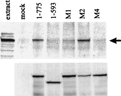 FIG. 5