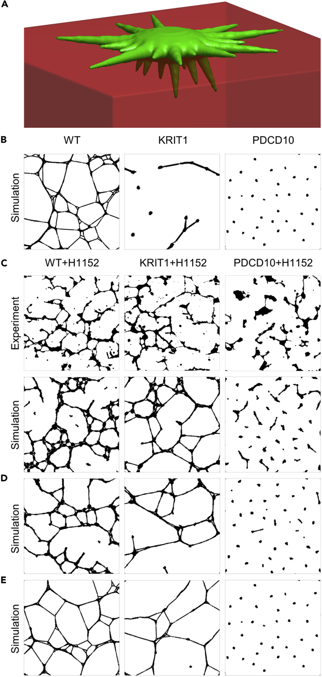 Figure 2