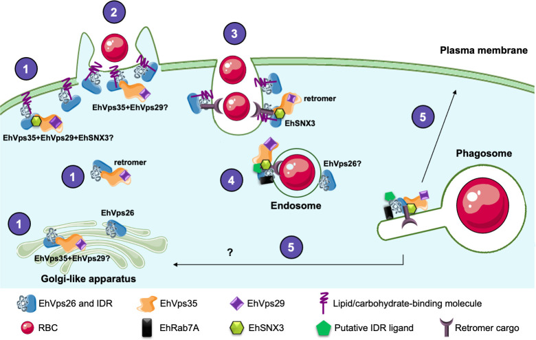 Fig 12