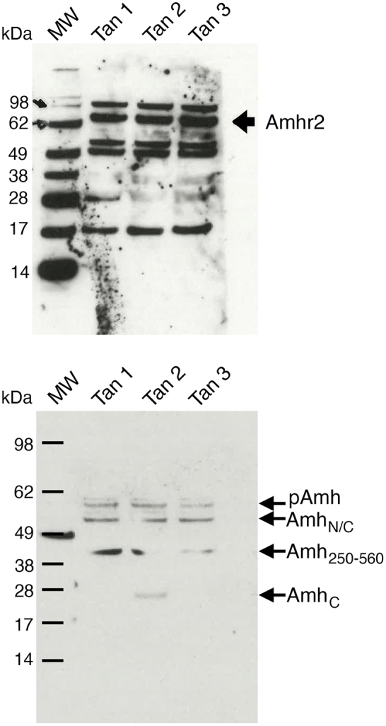 Supplemental Western blots