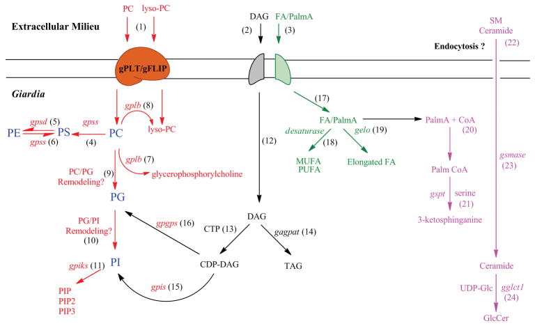 Fig. 4