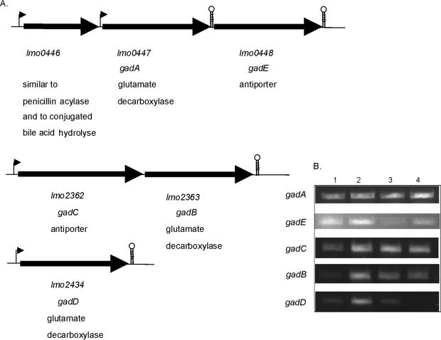 FIG. 2.