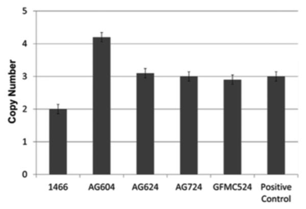 FIGURE 1