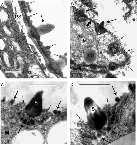 Fig. 9.