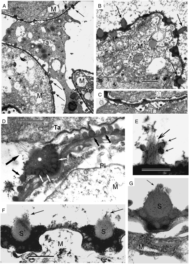 Fig. 8.