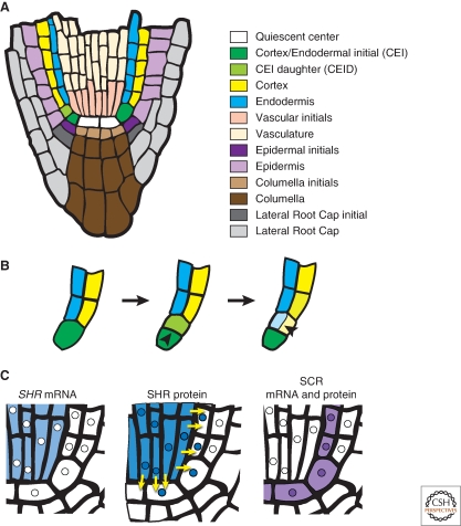 Figure 4.