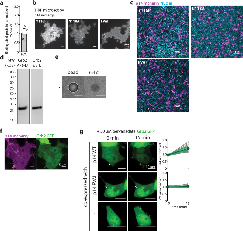 Figure 3—figure supplement 1.