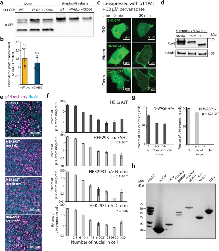 Figure 4—figure supplement 1.