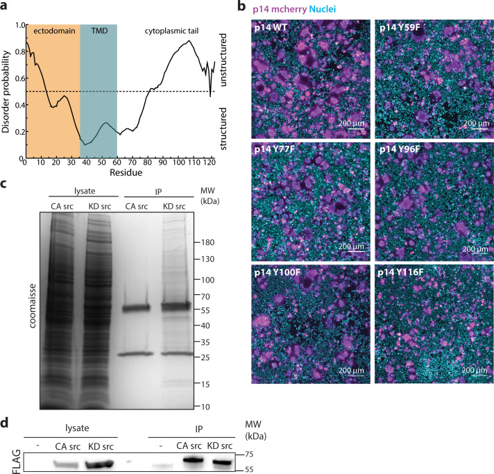 Figure 2—figure supplement 1.