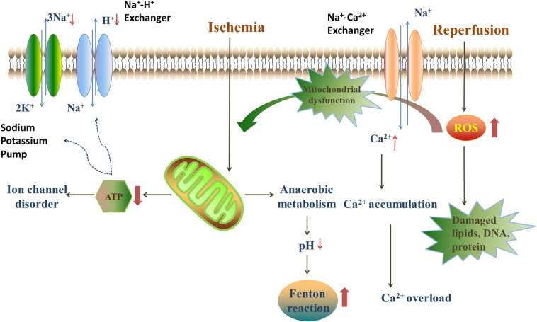 FIGURE 2