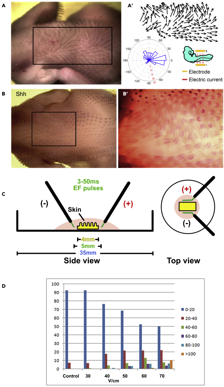 Figure 1