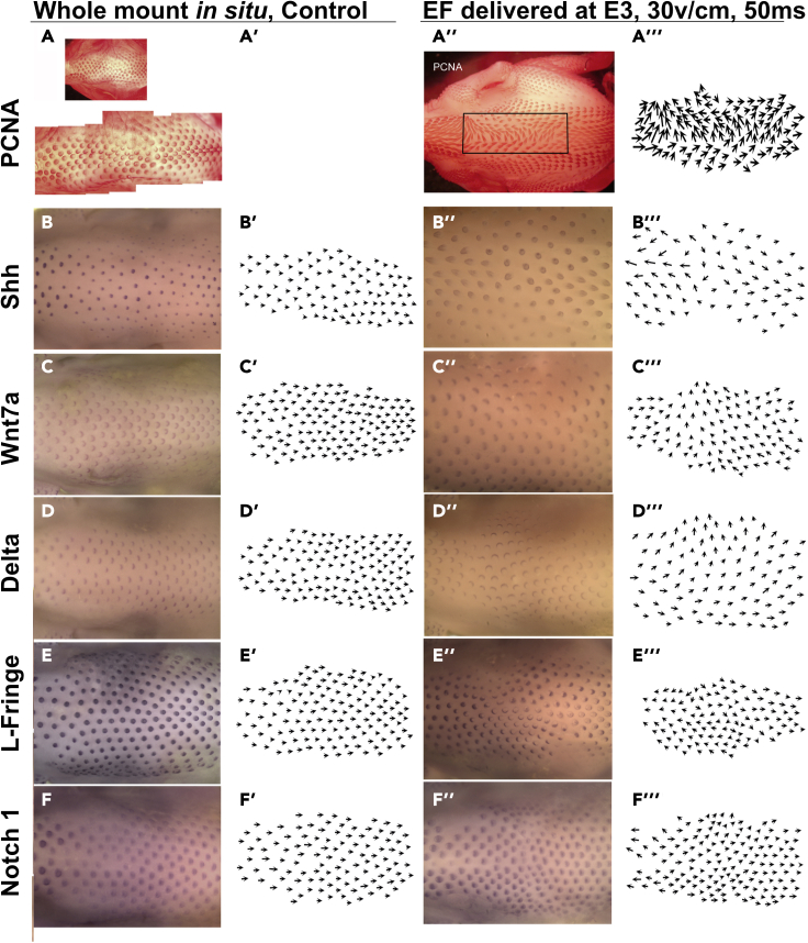 Figure 3