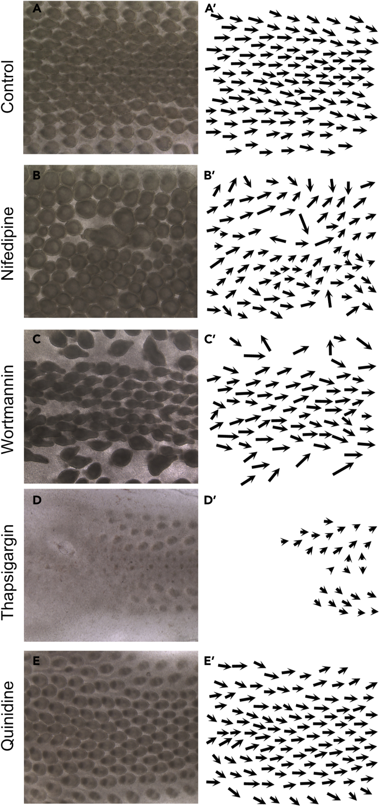 Figure 6