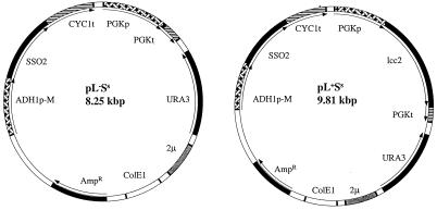 FIG. 1