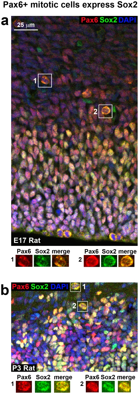 Figure 17