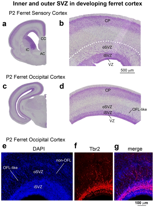 Figure 21