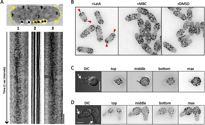 FIGURE 6: