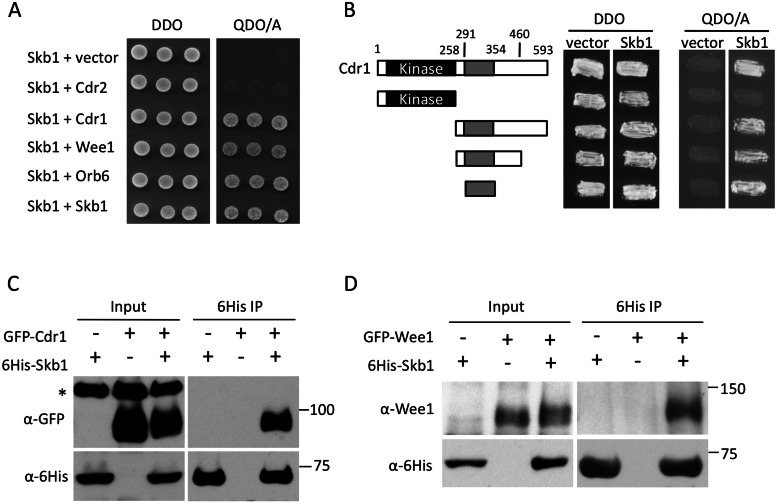 FIGURE 2: