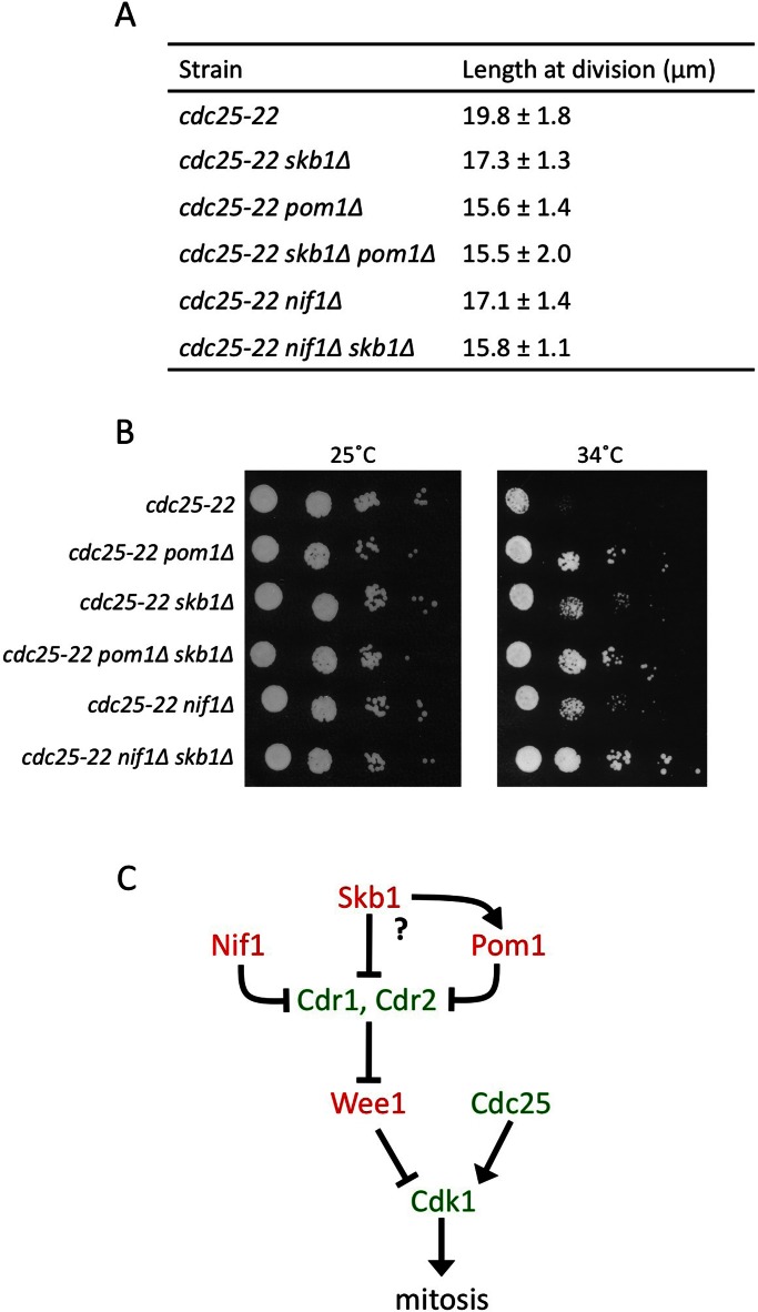 FIGURE 4: