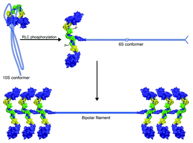 graphic file with name bioa-3-77-g2.jpg