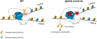 Graphical Abstract