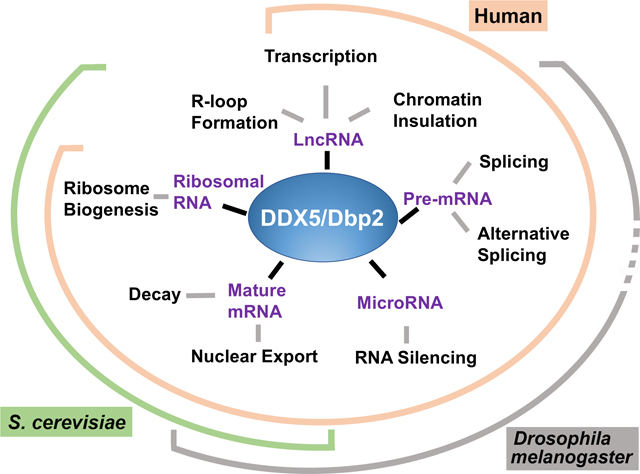 graphic file with name nihms-1024682-f0005.jpg