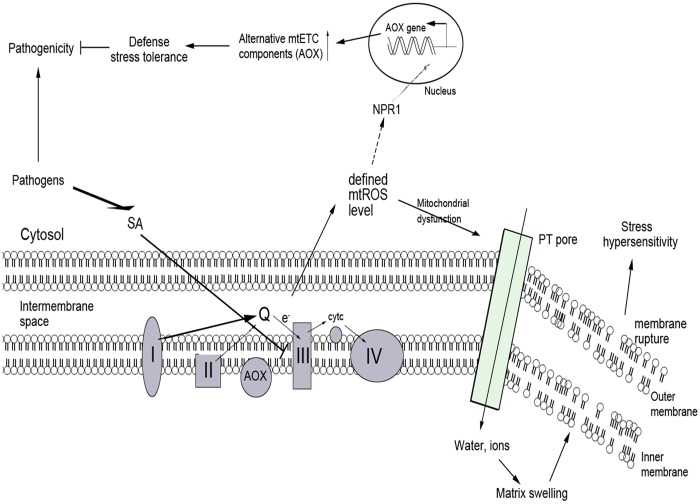 Fig 11