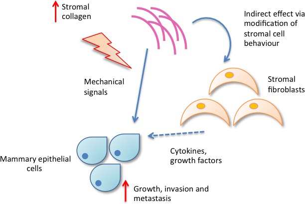 Figure 1b