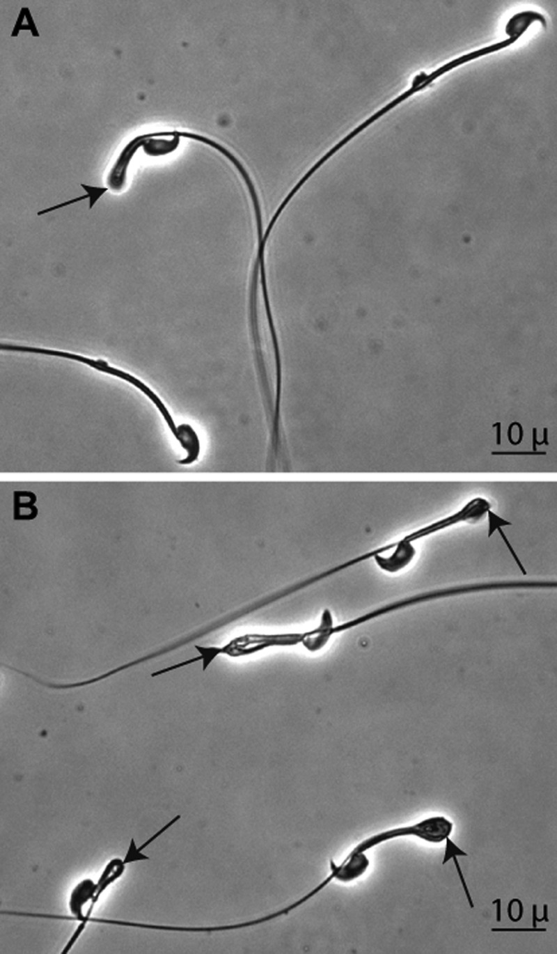 FIGURE 10.