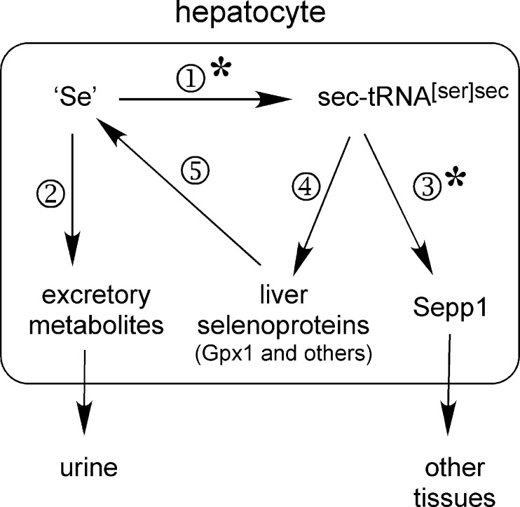 SCHEME 1.