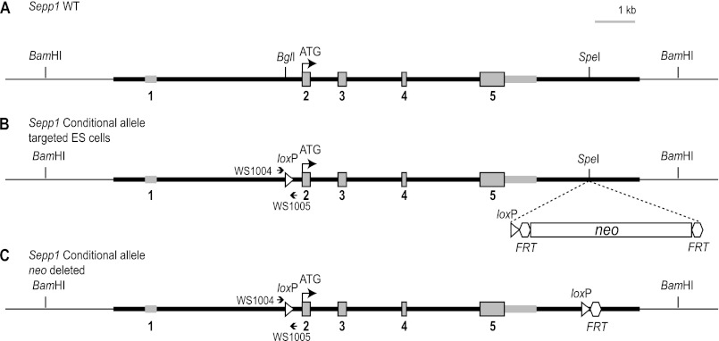 FIGURE 1.