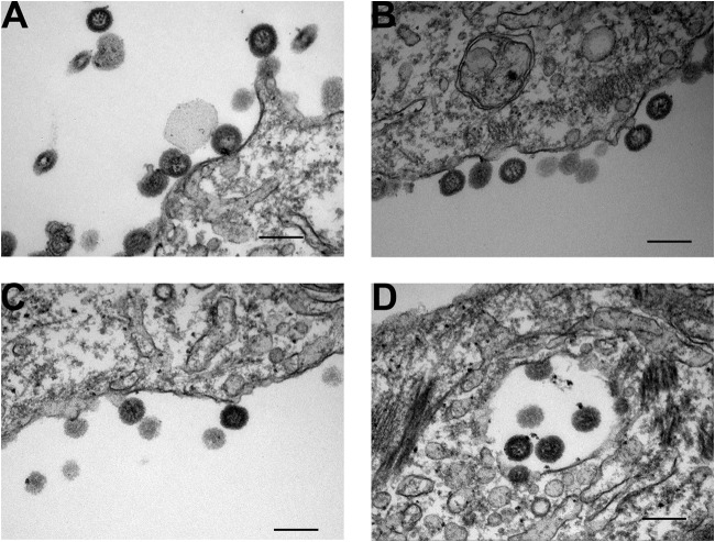 FIG 12