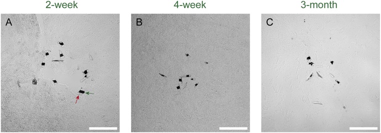 Fig. S1.