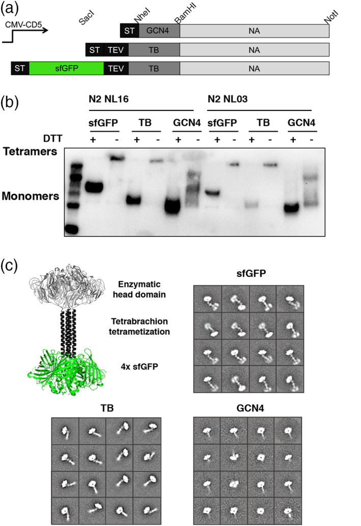 FIGURE 2