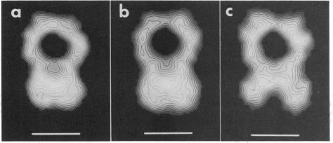 graphic file with name pnas00257-0120-a.jpg