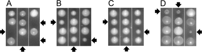 FIGURE 4.