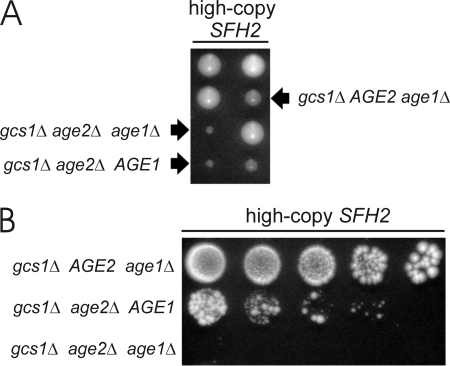 FIGURE 5.